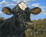 Holstein Face